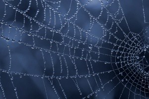 Arachnophobia Therapy