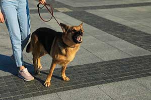 Cynophobia (The Fear Of Dogs)